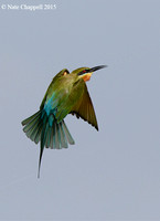 Swallow-tailed Bee Eater - Thale Noi, Thailand