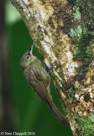 Spotted Woodcreeper - Mindo, Ecuador