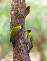 Black-headed Woodpeckers - Huai Kha Kheang, Thailand