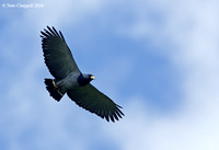 Barred Hawk - San Isidro, Ecuador