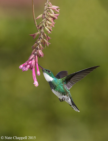 White-throated Hummingbird