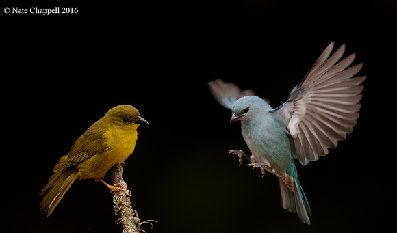 Olive Green and Azure-shouldered Tanagers