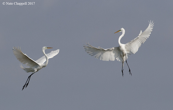 Great Egrets - San Antonio Bay, TX