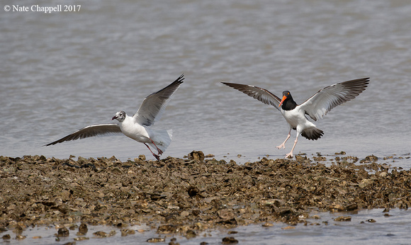 Laughing Gull and American Oystercatcher