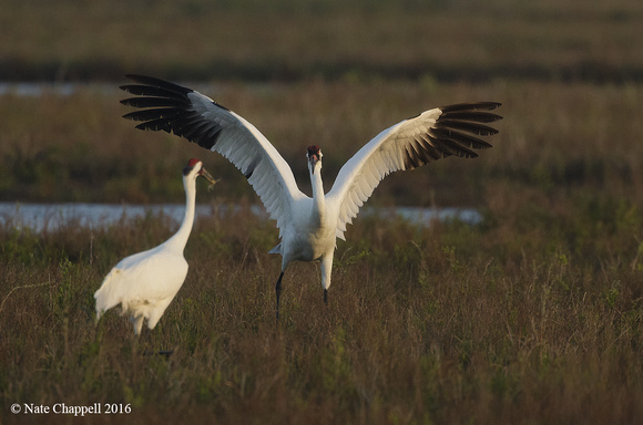 Whooping Cranes - San Antonio Bay, TX