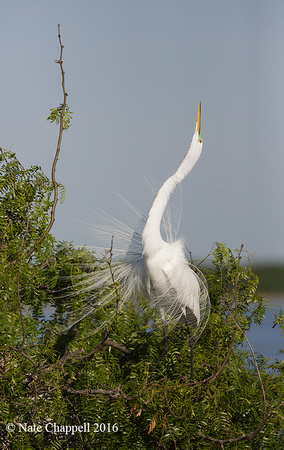 Great Egret - San Antonio Bay, TX
