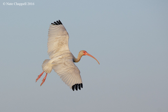 White Ibis - San Antonio Bay, TX