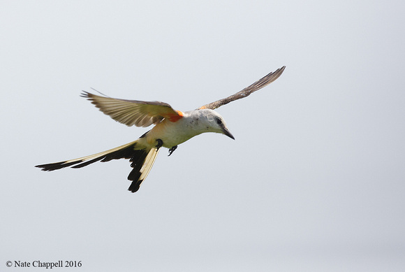 Scissor-tailed Flycatcher - Galveston, TX