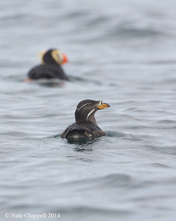 Rhinoceros Auklet and Tufted Puffin
