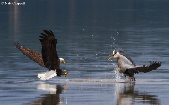 Bald Eagle and Great Blue Heron