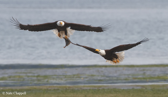 Bald Eagles battling over Flounder
