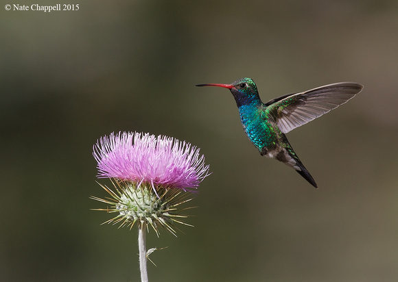 Broad-billed Hummingbird - Madera, AZ