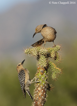 Gila Woodpecker and Curve-billed Thrasher