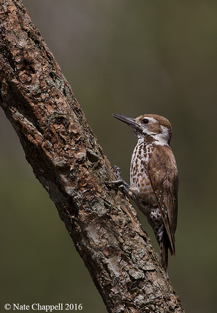 Arizona Woodpecker - Madera Canyon, AZ