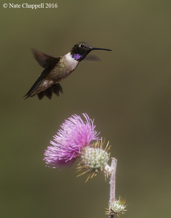 Black-chinned Hummingbird - Madera Canyon, AZ