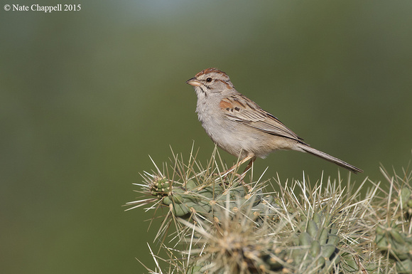 Rufous-wiinged Sparrow