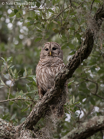 Barred Owl - Brazos Bend State Park, TX