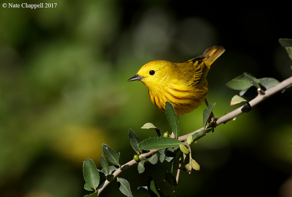 Yellow Warbler - Galveston, TX