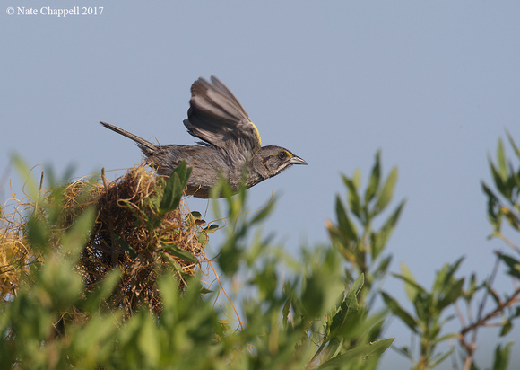 Seaside Sparrow - Anahuac NWR, TX