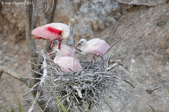 Roseate Spoonbill nest - High Island, Texas