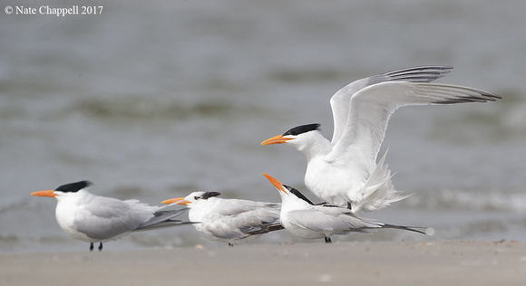 Royal Terns - Galveston, TX