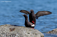 Pigeon Guillemots Mating - Fort Flagler State Park, WA