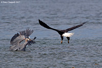 Great Blue Heron and Bald Eagle