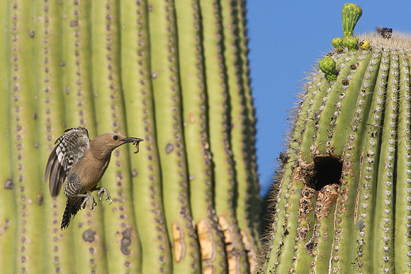 Gila Woodpecker coming to nest to feed young - Tucson, AZ