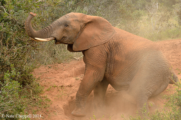 African Elephant - Addo Elephant National Park, South Africa