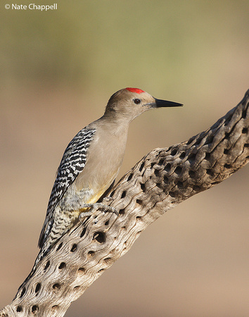 Gila Woodpecker - Amado, AZ