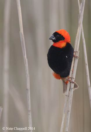 Southern Red Bishop - Overrburg, South Africa
