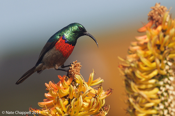 Greater Double-collared Sunbird - West Coast NP, South Africa