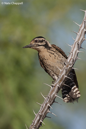 Ladder-backed Woodpecker - Amado, AZ