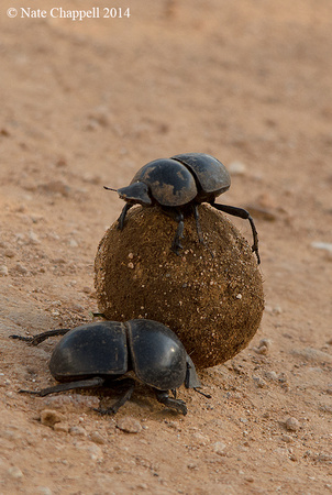 Dung Beetles - Addo Elephant National Park, South Africa
