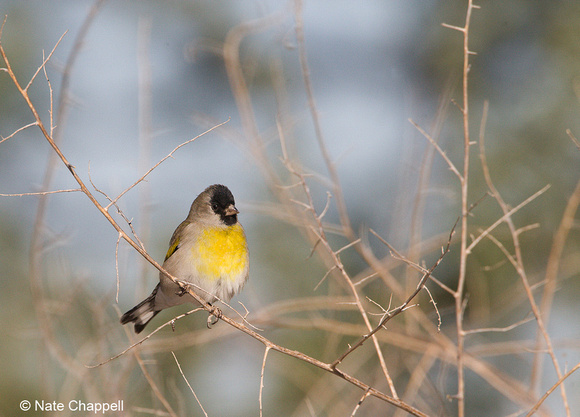 Lawrence's Goldfinch - Sweetwater Wetlands