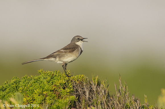 Cape Wagtail - West Coast National Park, South Africa