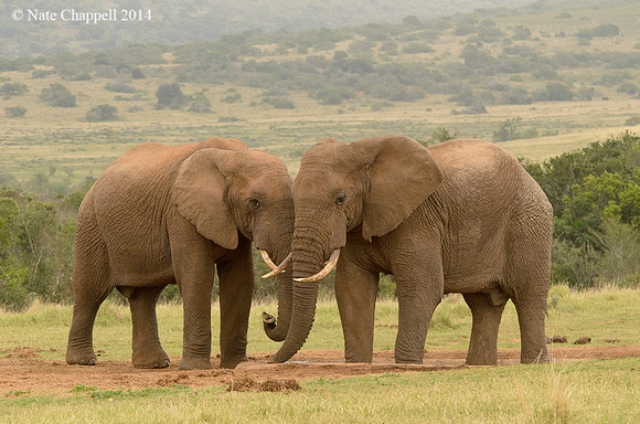 African Elephants - Addo Elephant NP, South Africa