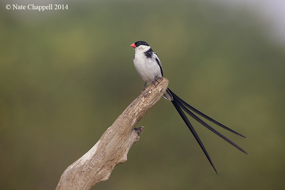 Pin-tailed Wydah - Overburg, South Africa