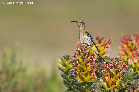 Cape Sugarbird - Cape of Good Hope Nature Reserve, South Africa