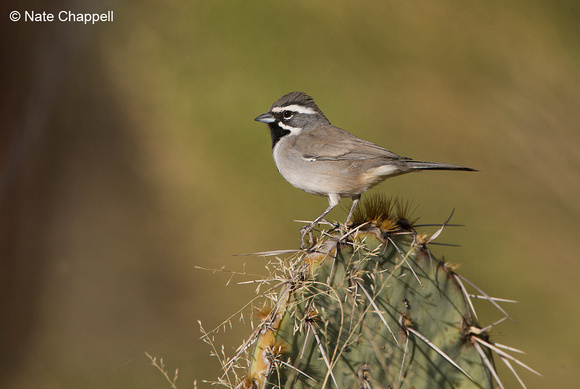 Black-throated Sparrow - Green Valley, AZ