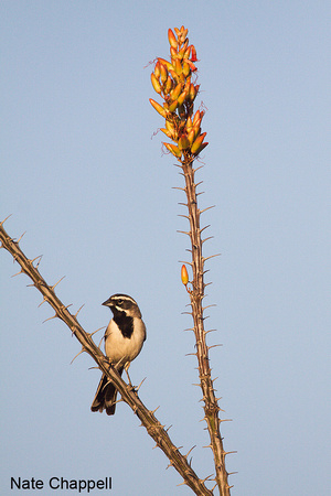 Black-throated Sparrow on Ocotillo- Green Valley, AZ