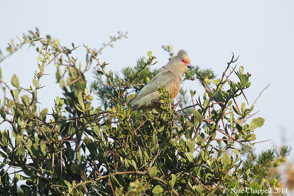 Red-faced Mousebird - West Coast National Park, South Africa