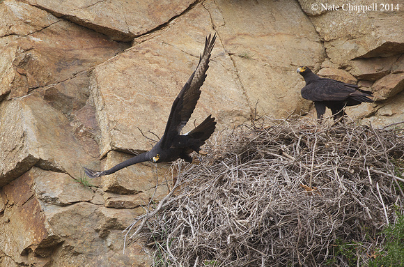 Black Eagles - West Coast National Park, South Africa