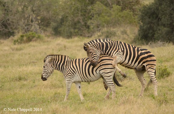 Burchell's Zebras - Addo Elephant National Park, South Africa