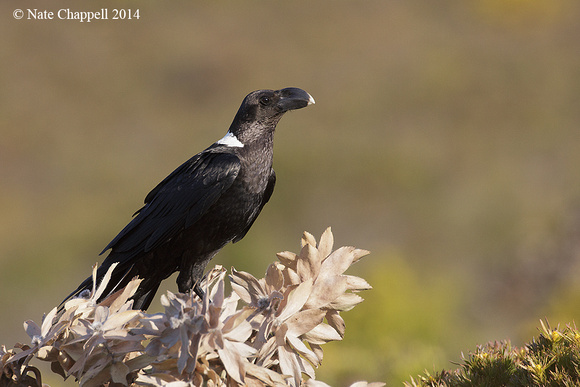 White-necked Raven - Cape of Good Hope, South Africa
