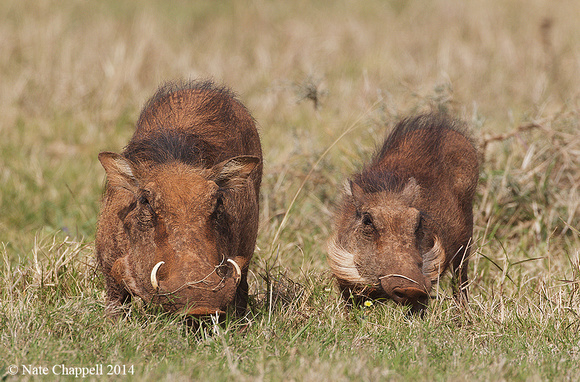 Warthogs - Addo Elephant National Park, South Africa