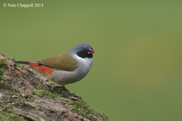 Swee Waxbill - Wilderness, South Africa