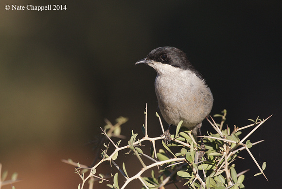 Fiscal Flycatcher - Addo Elephant NP, South Africa