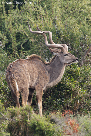 Greater Kudu - Addo Elephant National Park, South Africa