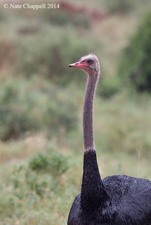 Ostrich - Addo Elephant National Park, South Africa
